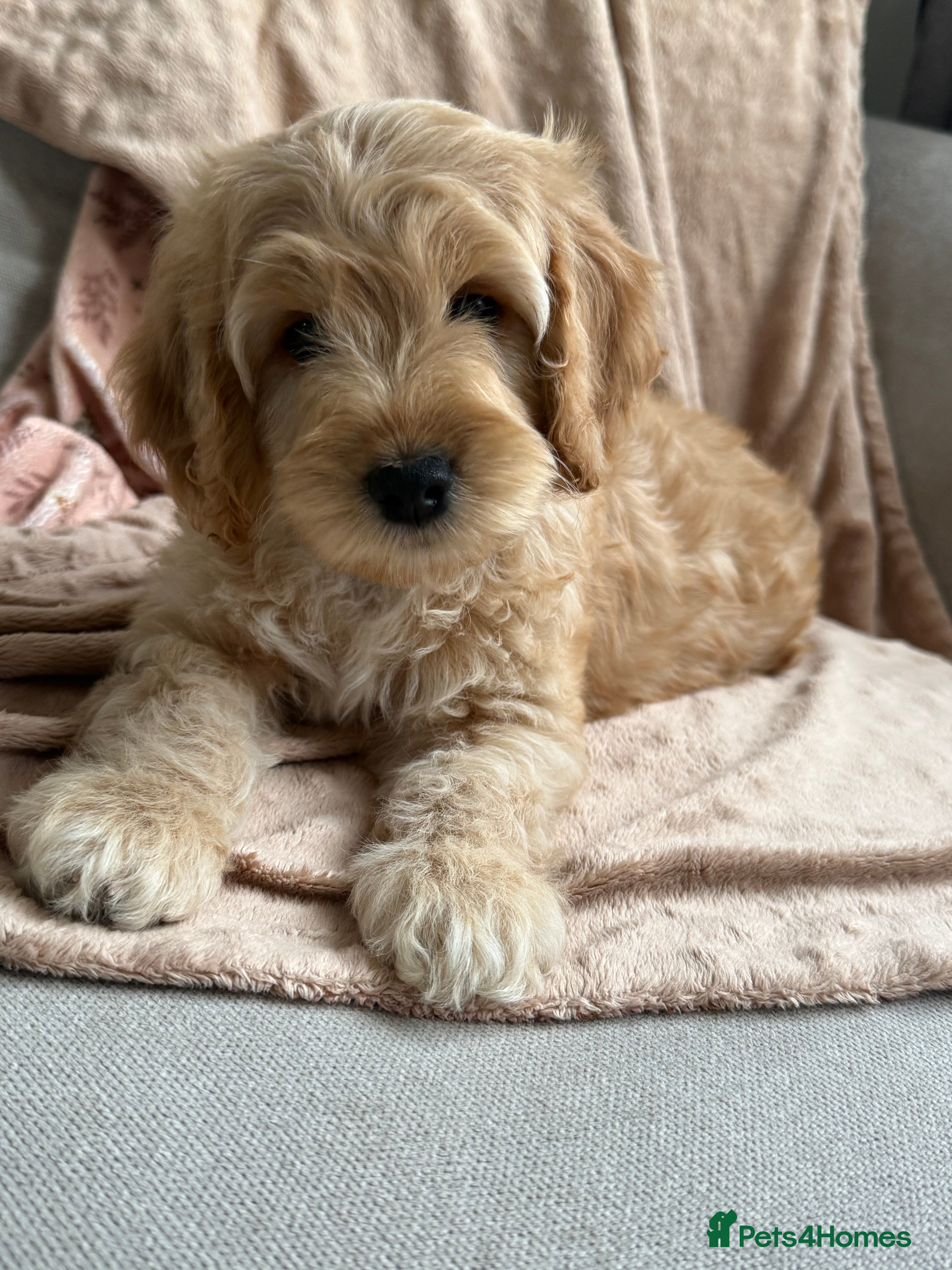 Cockapoo dogs F2 cockapoos - Advert 17