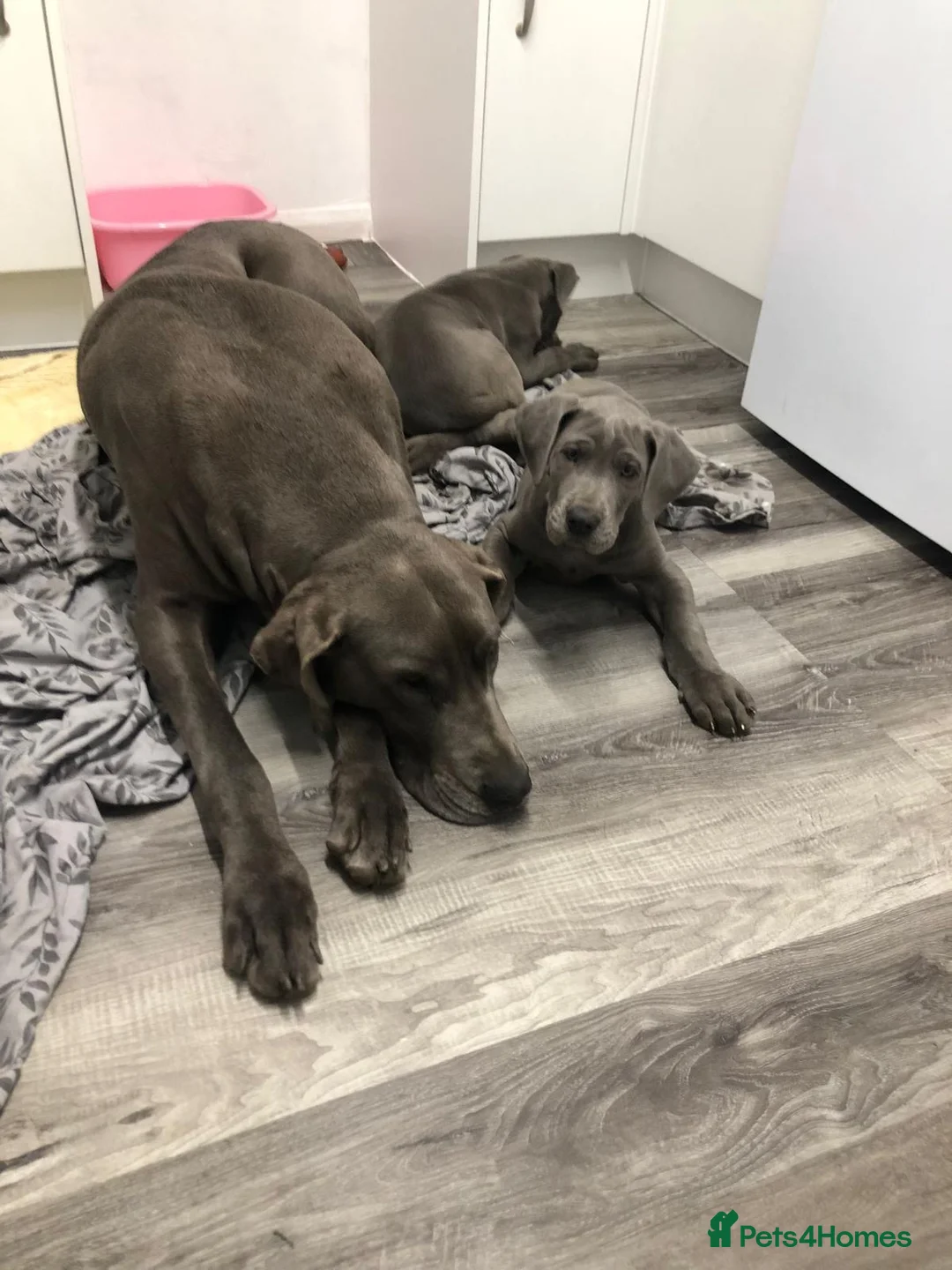 Great Dane dogs for sale: Great Dane puppies  in Norwich - Advert 6
