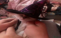 Mixed Breed cats for sale: kittens Bengal x microchipped flea/worm.insured.  - Image 28