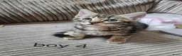 Mixed Breed cats for sale: 8 Kittens for sale  - Advert 8