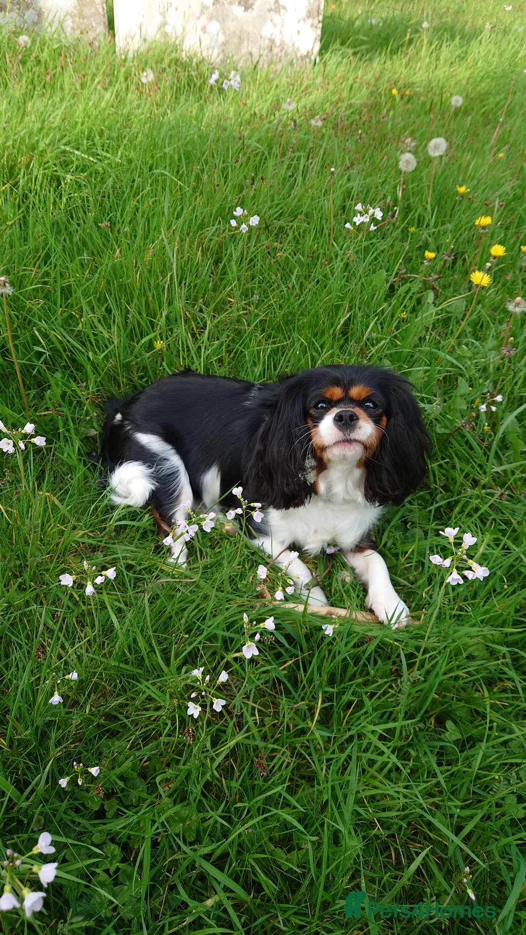 Cavalier King Charles Spaniel dogs for sale: Cavalier King Charles Spaniels  in Tavistock - Advert 2