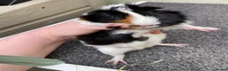 Guinea Pig rodents for sale: 50 the pair female Guinea pigs  - Advert 2