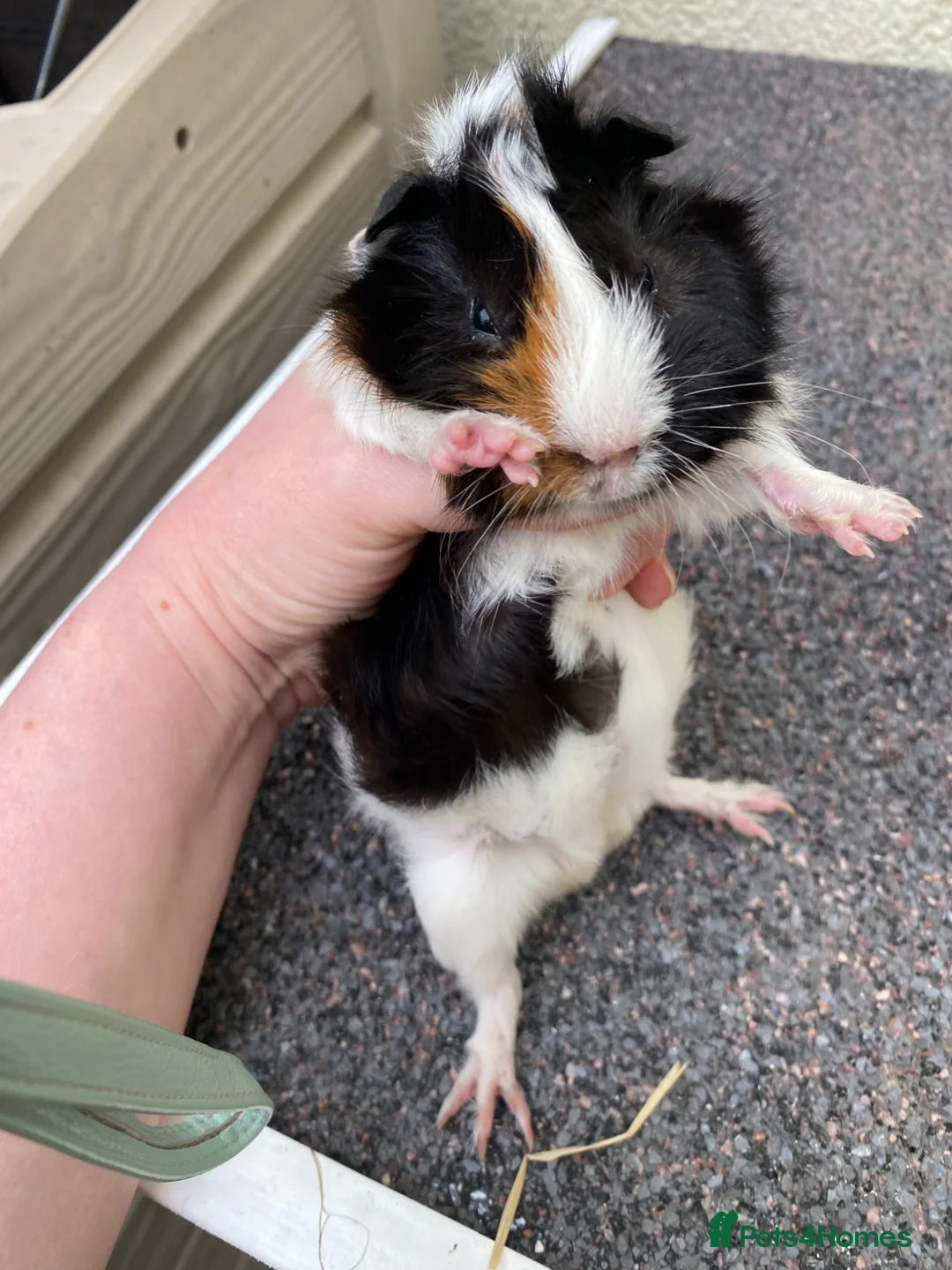 Guinea Pig rodents for sale: 50 the pair female Guinea pigs  - Advert 2