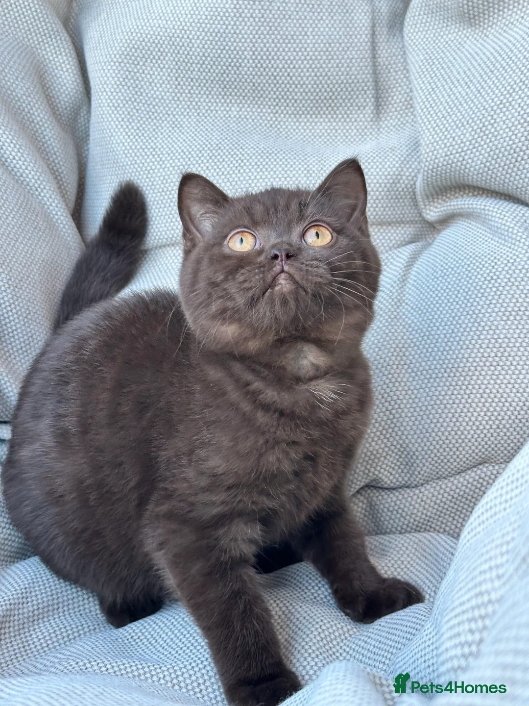British Shorthair cats for sale: British Shorthair Chunky Chocolate Kittens🐻 - Advert 7