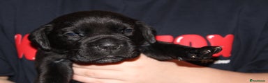 Cane Corso Puppy 6 Red