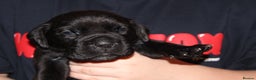 Cane Corso dogs for sale: Cane Corso Puppies from Exceptional Bloodlines, - Advert 25
