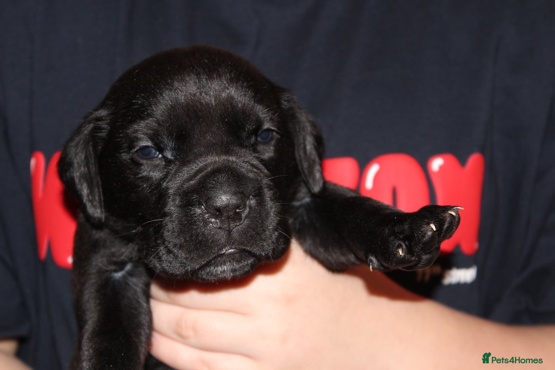 Cane Corso dogs for sale: Cane Corso Puppies from Exceptional Bloodlines, - Advert 25