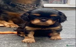 Cavalier King Charles Spaniel dogs for sale: KC, Health Tested Cavalier King Charles Spaniels  - Image 2