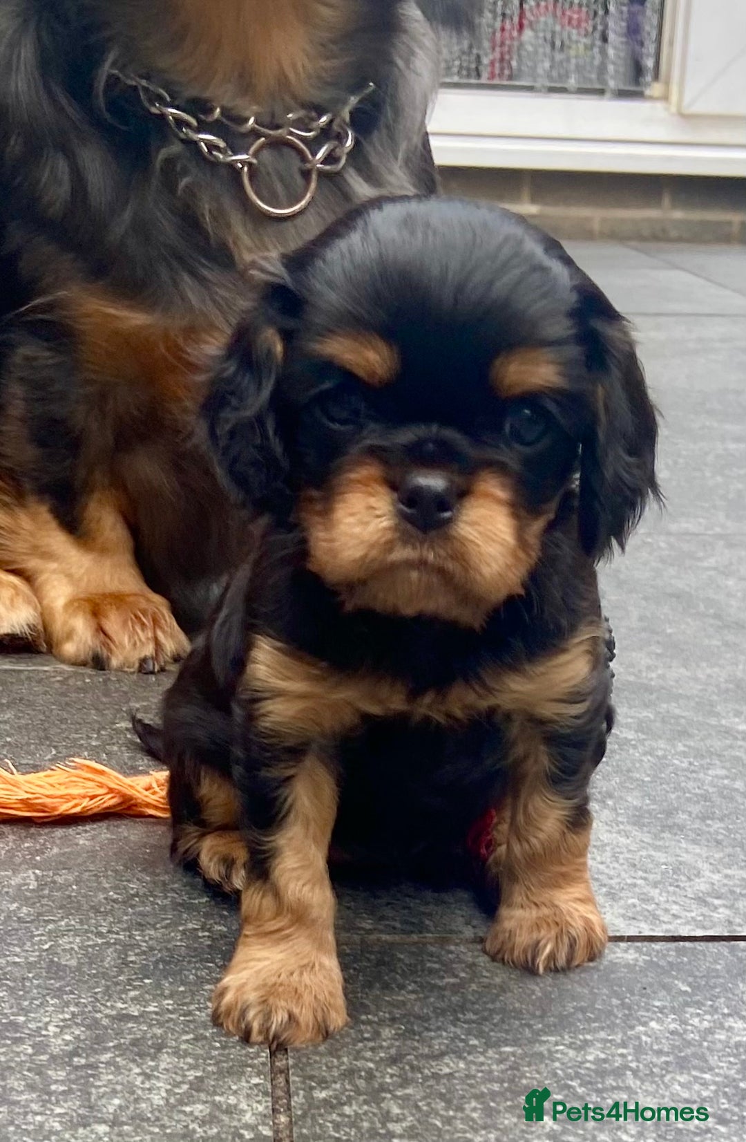 Cavalier King Charles Spaniel dogs for sale: KC, Health Tested Cavalier King Charles Spaniels  - Image 2