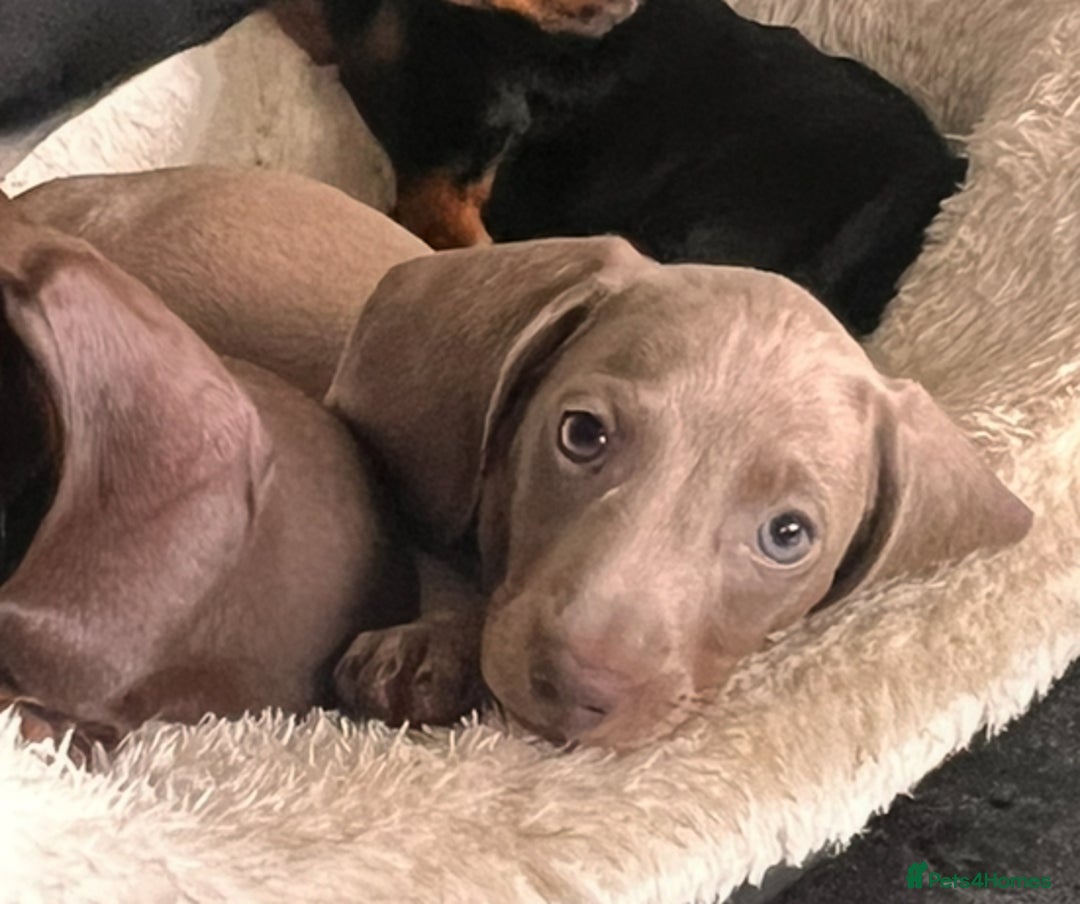 Miniature Dachshund dogs for sale: KC mini dachshund Black n Tan girl ready to home  - Image 36