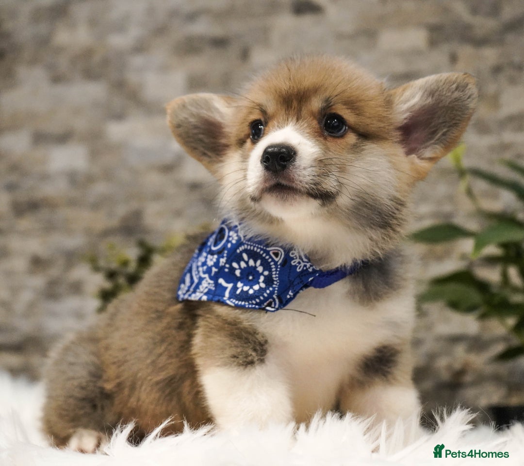 Welsh Corgi Pembroke dogs for sale: Welsh Corgi (Pembroke) - Advert 3