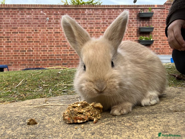 Lop Rabbits for sale | Pets4Homes