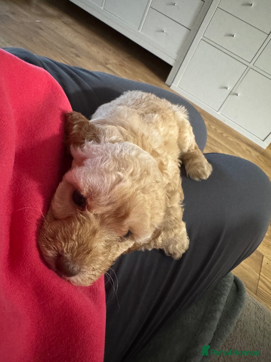Cavapoo dogs for sale: Cavapoo puppies 1 male 1 female left - Image 8