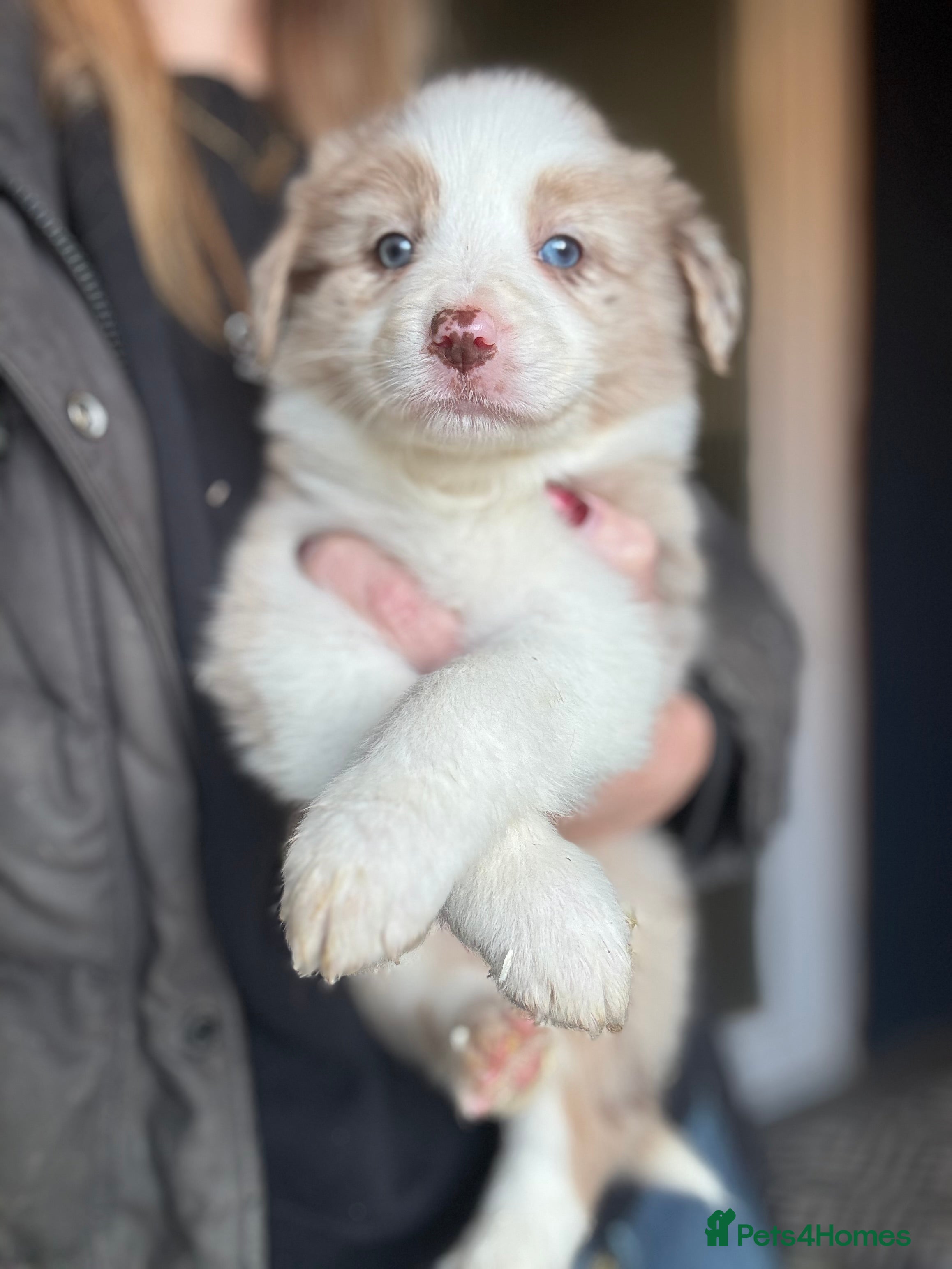 Border Collie dogs KC Reg (Pending) Border Collie Puppies For Sale - Advert 4