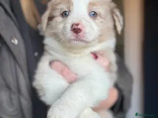 Border Collie dogs KC Reg (Pending) Border Collie Puppies For Sale - Advert 4