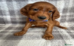 Irish Setter dogs for sale: Stunning litter of kc reg irish setters  - Image 5