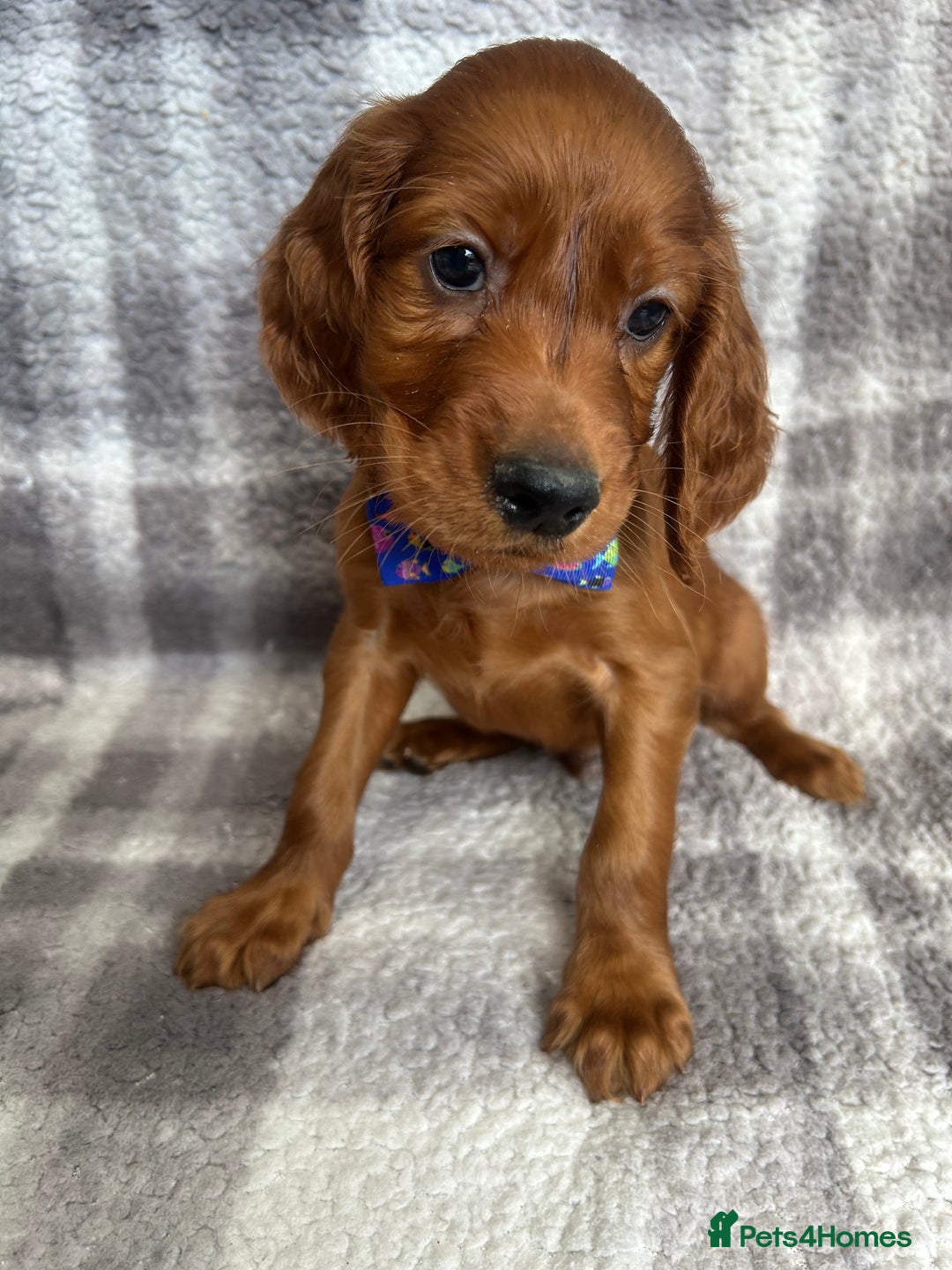 Irish Setter dogs for sale: Stunning litter of kc reg irish setters  - Image 5