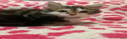 Mixed Breed cats for sale: Gorgeous kittens in Dukinfield - Advert 7