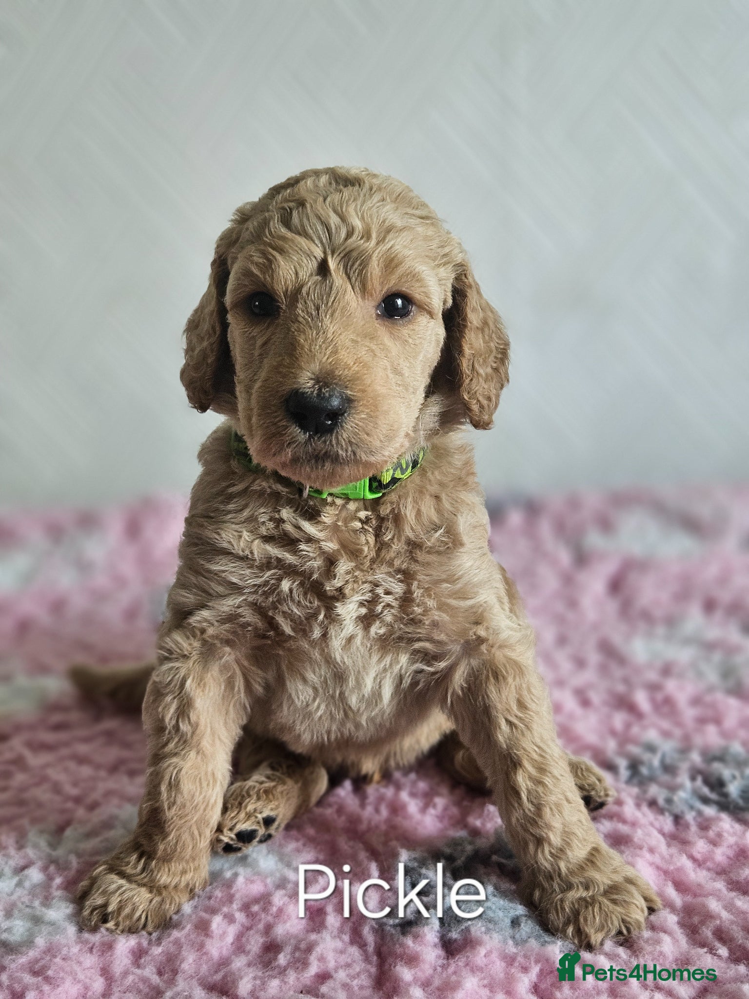 Standard Poodle dogs Kc Standard poodle puppies  - Advert 2