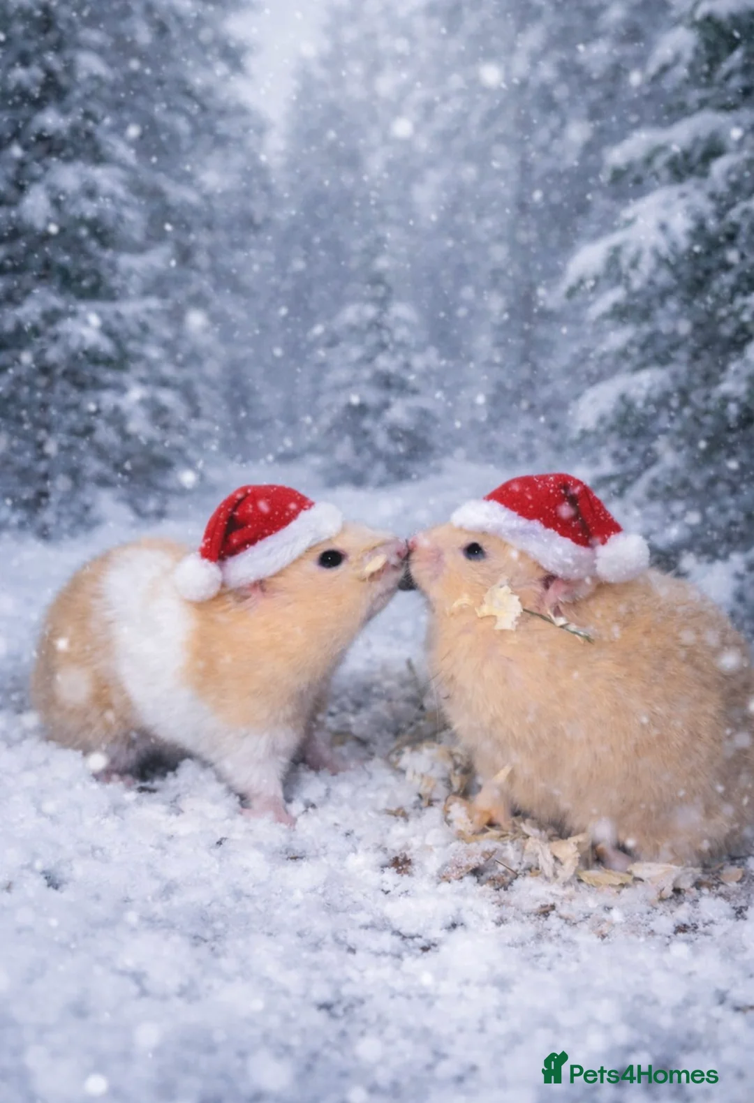 Hamster rodents for sale: Baby hamsters  - Advert 4