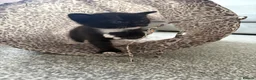 Mixed Breed cats for sale: Tuxedo short haired girls  - Advert 12