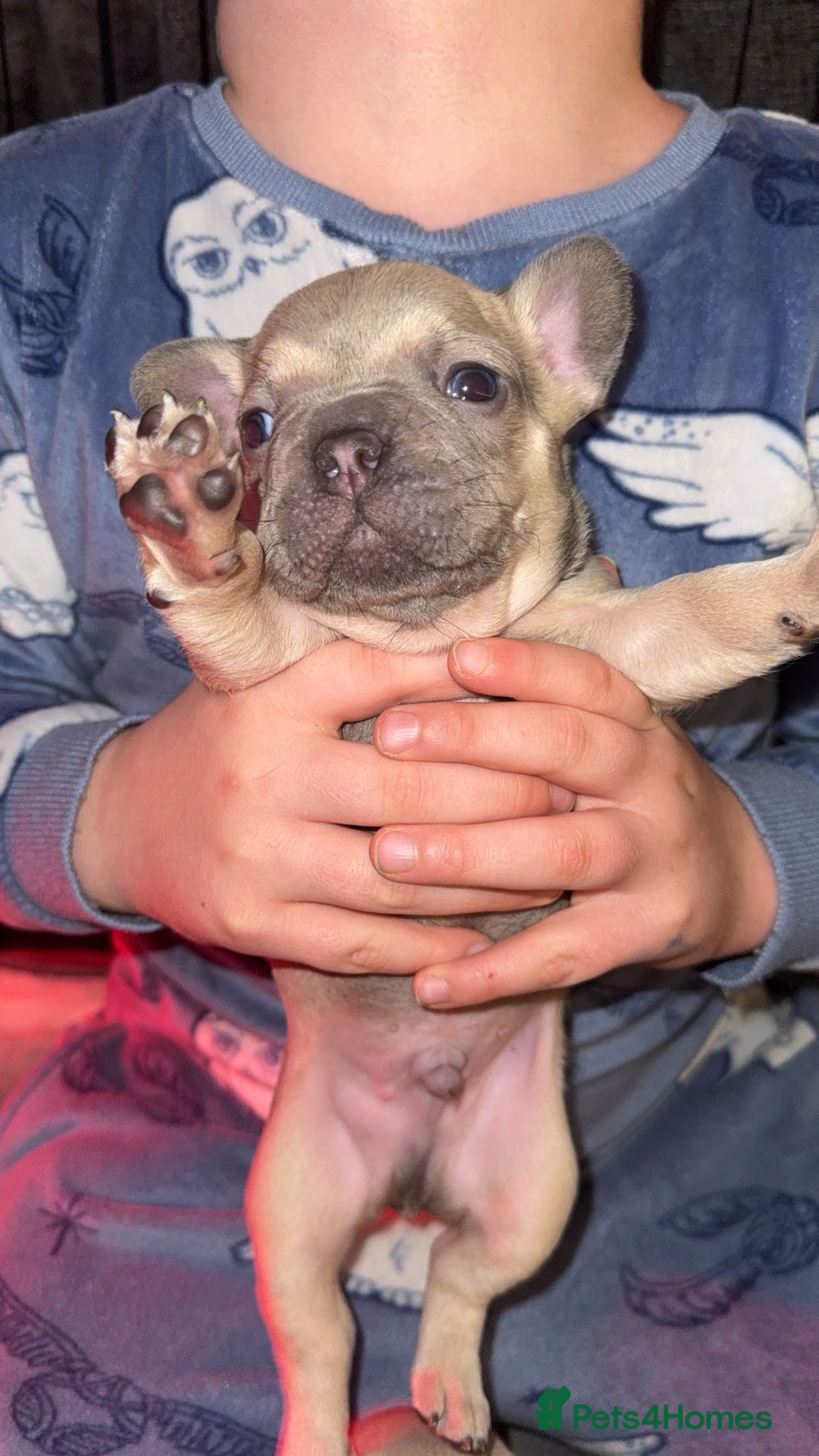 French Bulldog dogs for sale: French bull dog puppy’s  - Advert 18