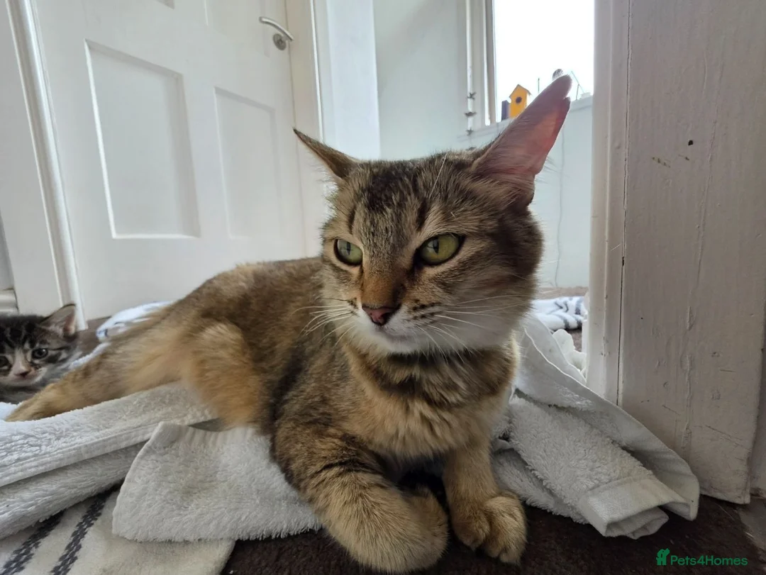 Persian cats for sale: Adorable Chocolate Haired Persian Male Kitten  - Advert 2