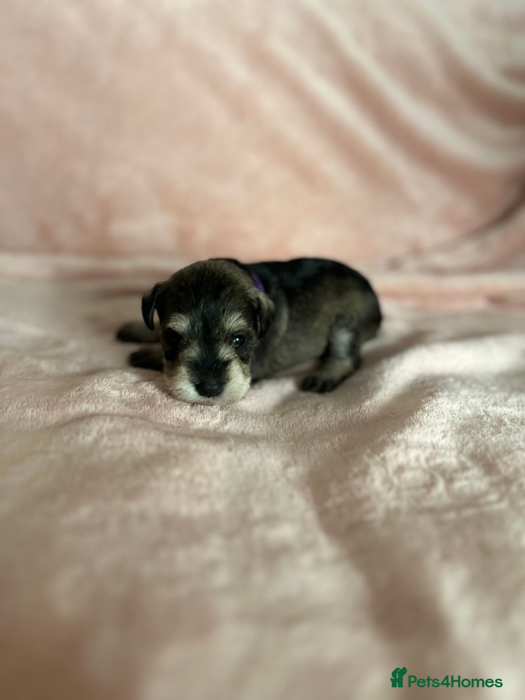 Miniature Schnauzer dogs for sale: OUTSTANDING CHAMPION LINES PUPPIES  - Advert 8