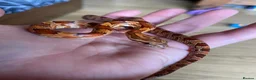 Corn Snake reptiles for sale: Young corn snake  in Ashford - Advert 1