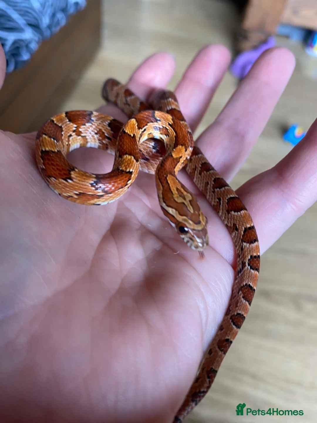 Corn Snake reptiles for sale: Young corn snake  in Ashford - Advert 1