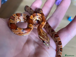 Corn Snake reptiles Young corn snake - Advert 15
