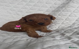 Cavapoo dogs for sale: Beautiful Red F1b Cavapoo Puppies - Advert 24