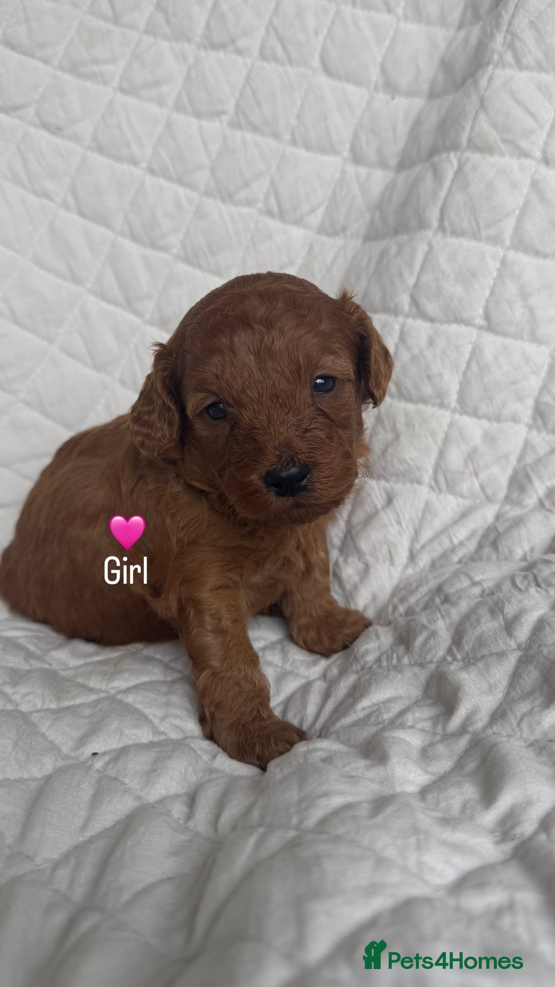 Cavapoo dogs for sale: Beautiful Red F1b Cavapoo Puppies - Advert 24