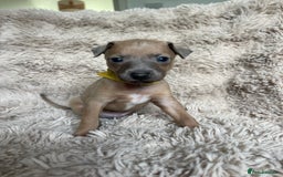 Mixed Breed dogs for sale: 3/4 Italian greyhound puppies  - Image 23