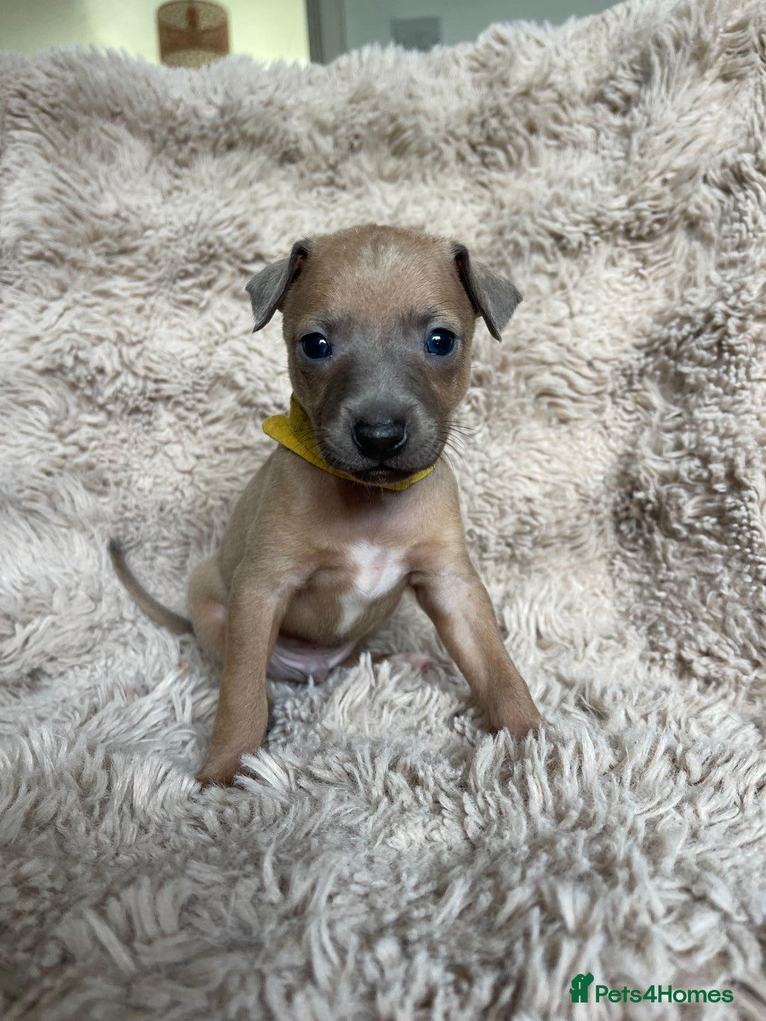 Mixed Breed dogs for sale: 3/4 Italian greyhound puppies  - Image 23