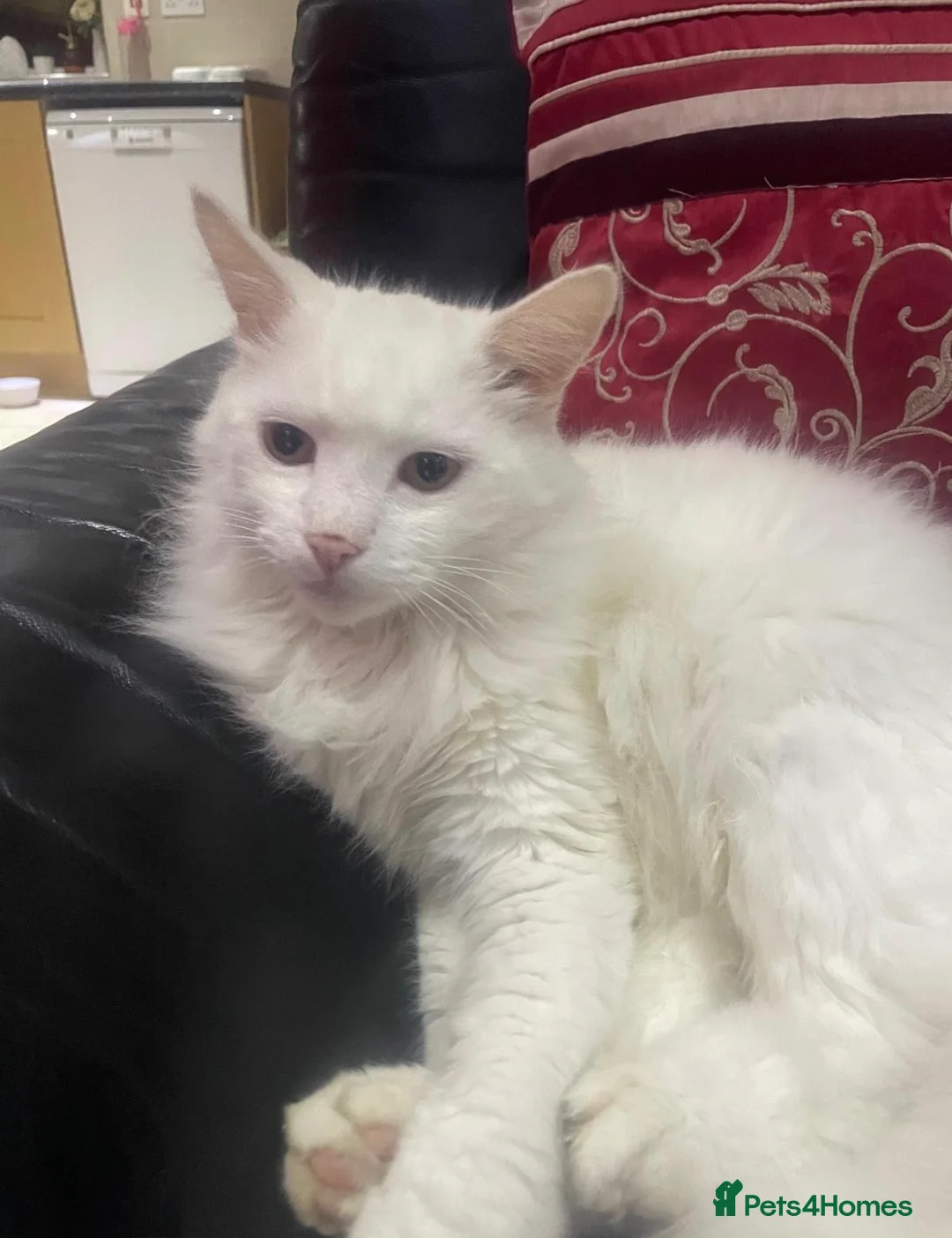 Turkish Angora cats for sale: Pure white Cat, beautiful affectionate, Longhair in Luton - Advert 2