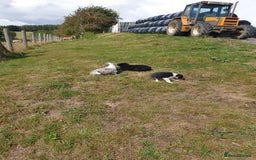 Border Collie dogs for sale: Beautiful border collie puppies  - Image 16