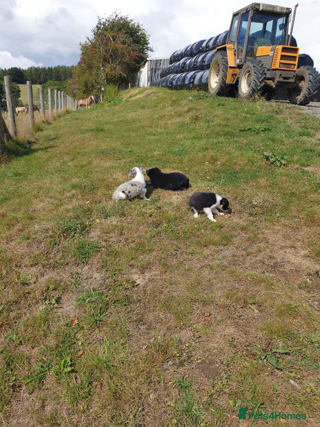 Border Collie dogs for sale: Beautiful border collie puppies  - Image 16