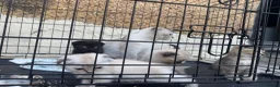 Scottish Fold cats for sale: Scottish Fold Kittens Ready For Forever Homes - Advert 2