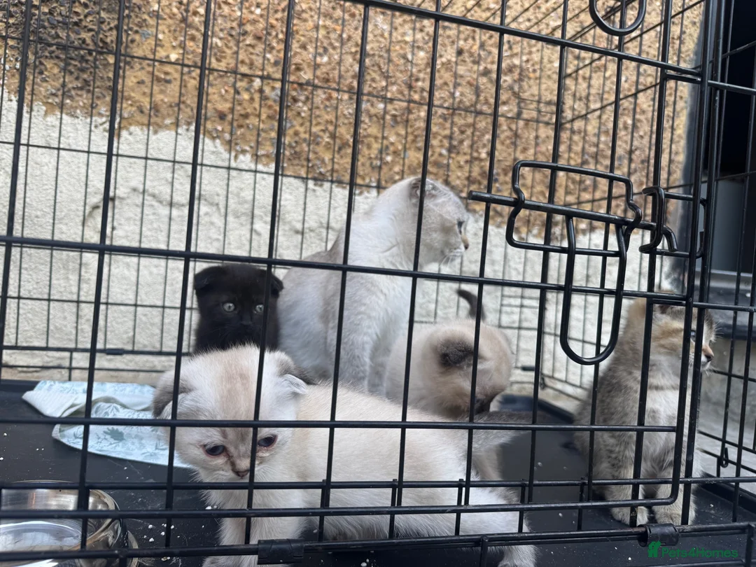 Scottish Fold cats for sale: Scottish Fold Kittens Ready For Forever Homes - Advert 2