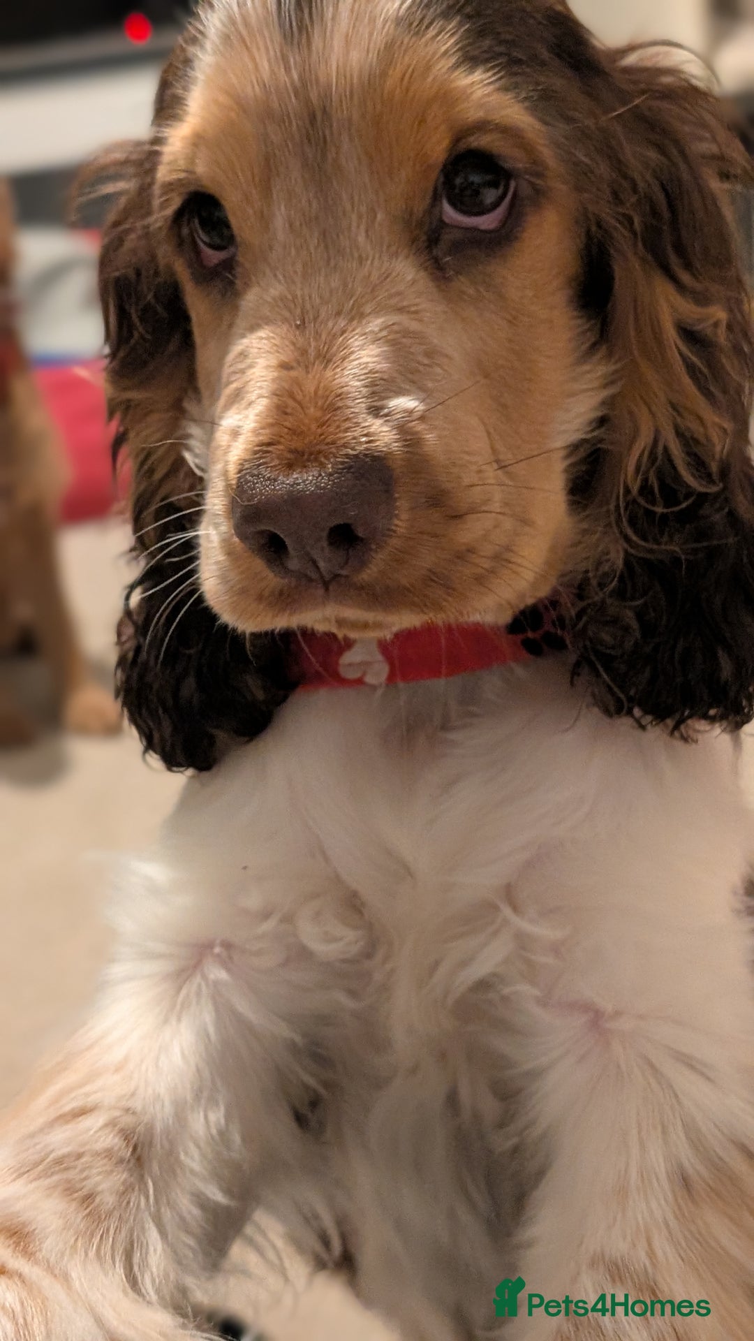 Cocker Spaniel dogs for sale: 6 months old Show Type Cocker Spaniel - Advert 6