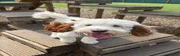 Sproodle dogs for sale: Beautiful Sproodle boy  - Advert 2