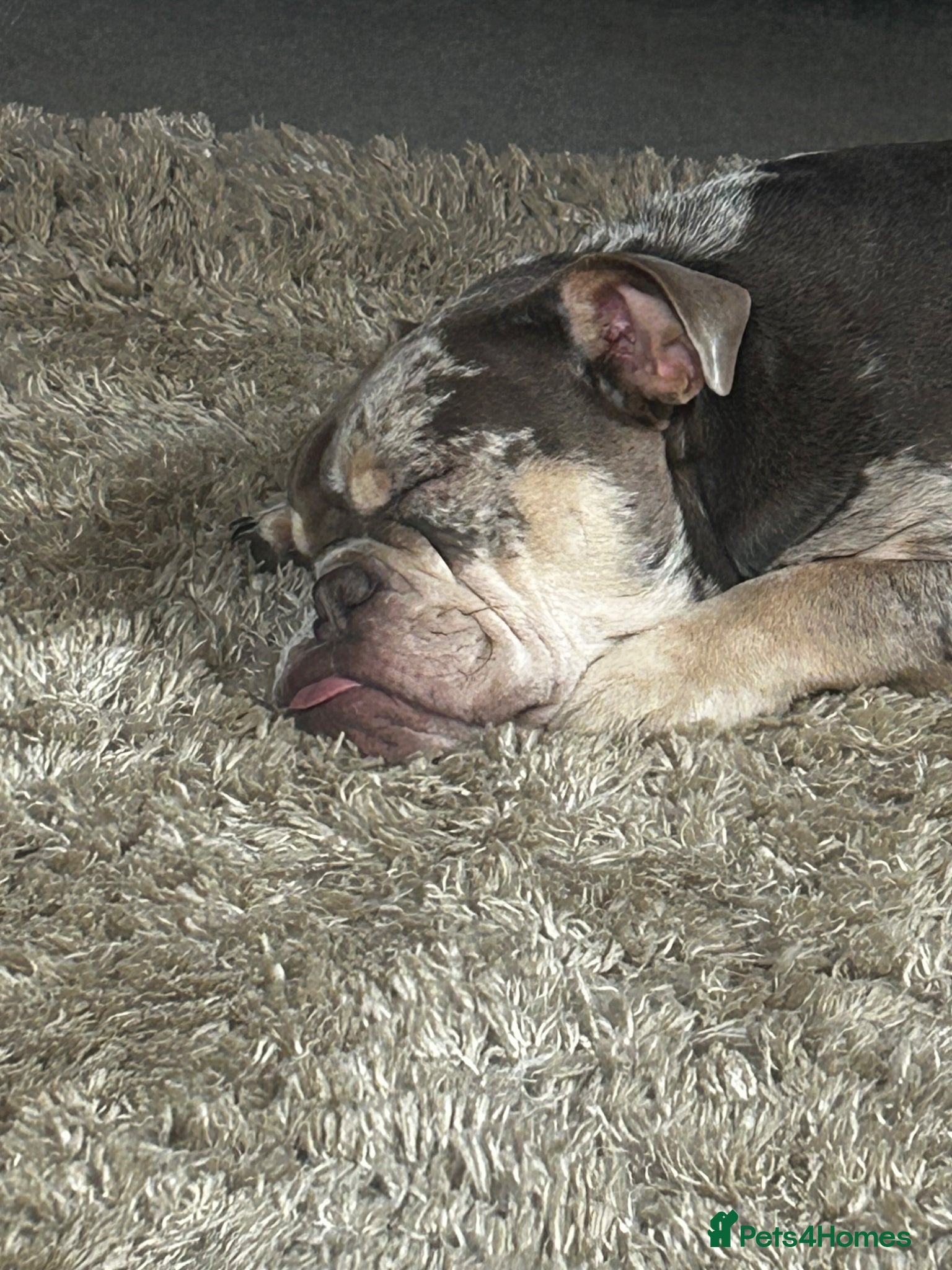 English Bulldog dogs English bulldog looking for forever home - Advert 1