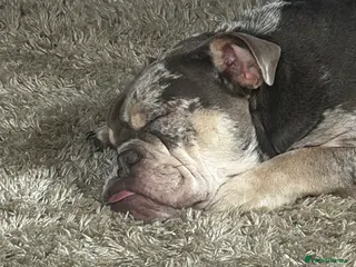 English Bulldog dogs English bulldog looking for forever home - Advert 1