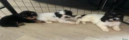 Cavapoo dogs for sale: Tri cavapoo puppies for sale - Advert 8
