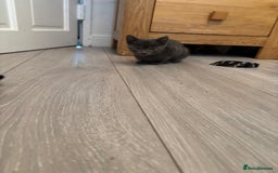 Mixed Breed cats for sale: Ragamese x Russian Blue - Image 7