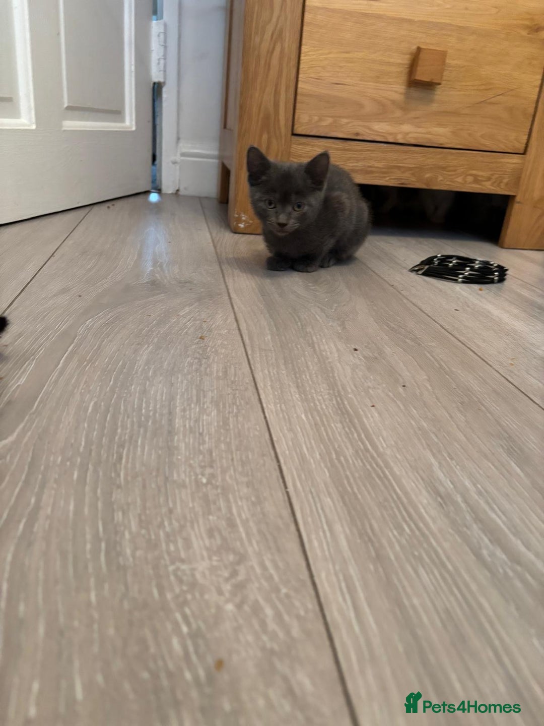 Mixed Breed cats for sale: Ragamese x Russian Blue - Image 7