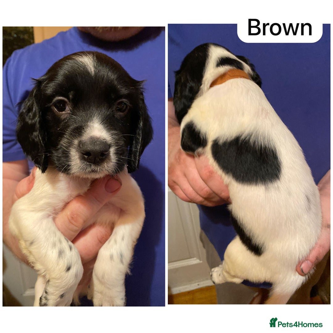 English Springer Spaniel dogs for sale: 6 Kc registered English springer spaniel pups  - Advert 22