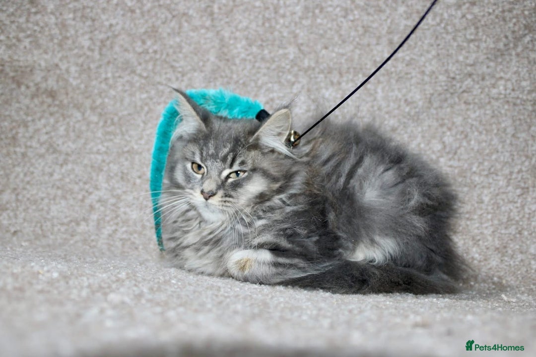 Maine Coon cats for sale: Plush PusZ XXL TICA registered Maine Coon Kittens - Advert 6