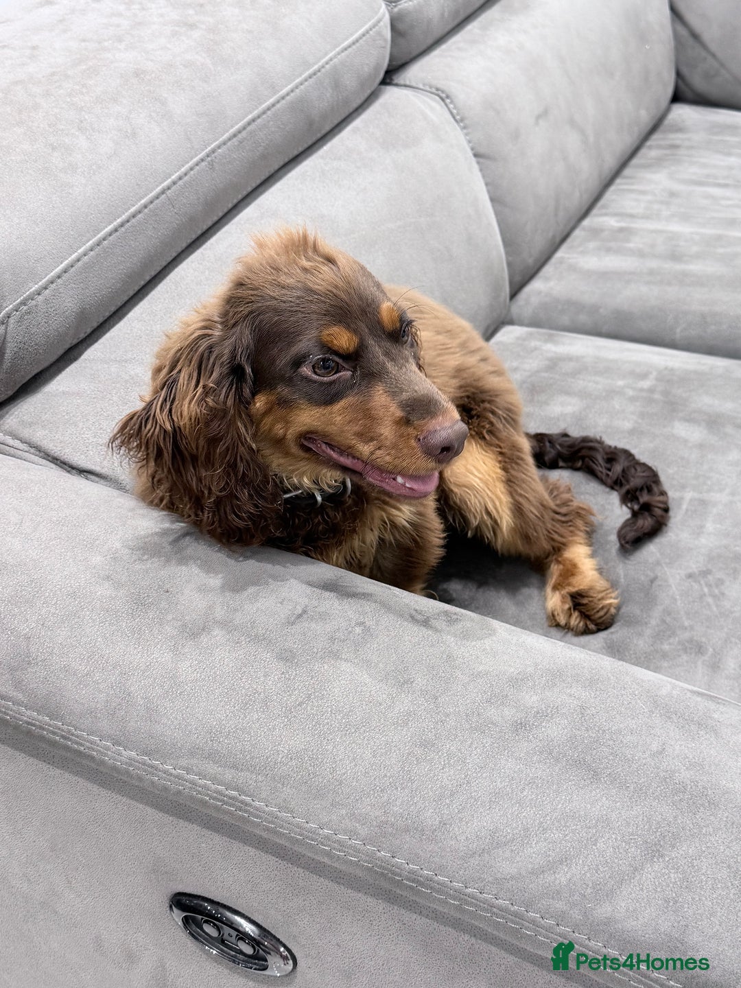 Cocker Spaniel dogs for sale: Working Cocker Spaniel Bitch - Image 7